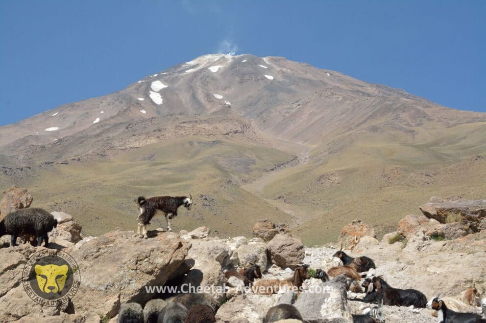 2-Goats and Sheeps in Goosfandsara (3000m), Damavand South BC