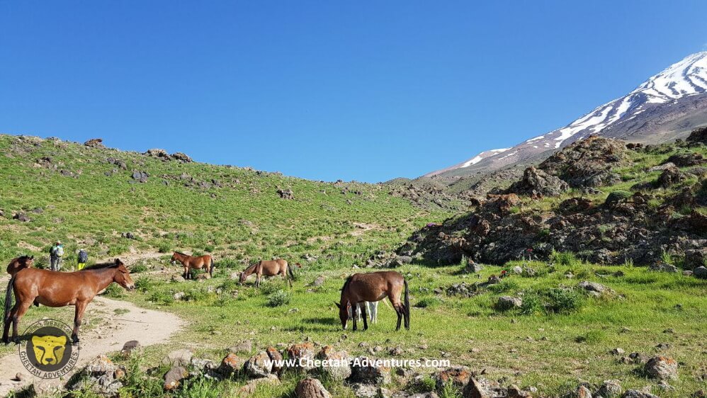 2-Horses and Mules around Goosfandsara basecamp, Damavand south face