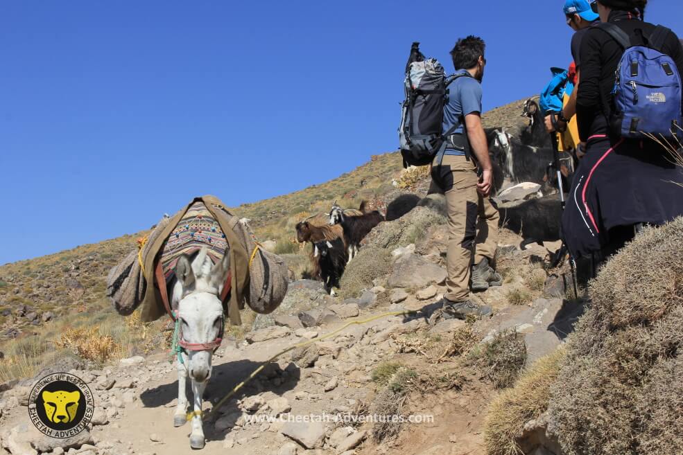 3-Mules are carrying luggages to the Hut, Damavand South route
