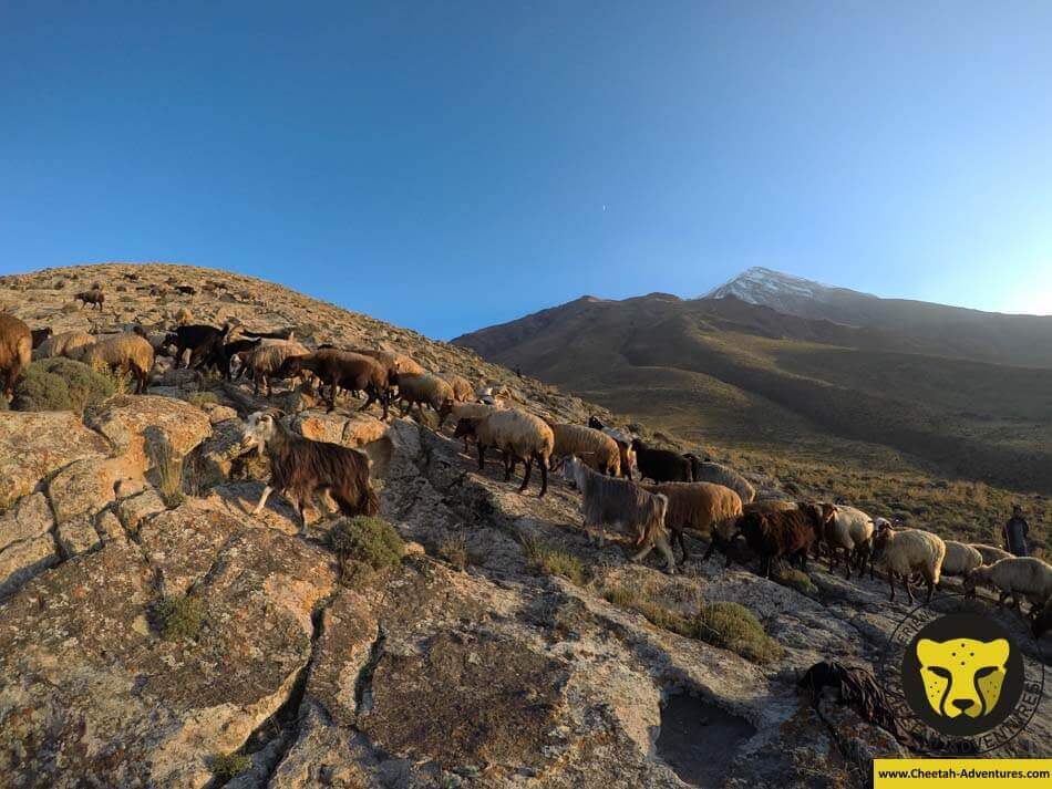 14 Sheeps and goats at 3300m, Damavand North Eastern Route