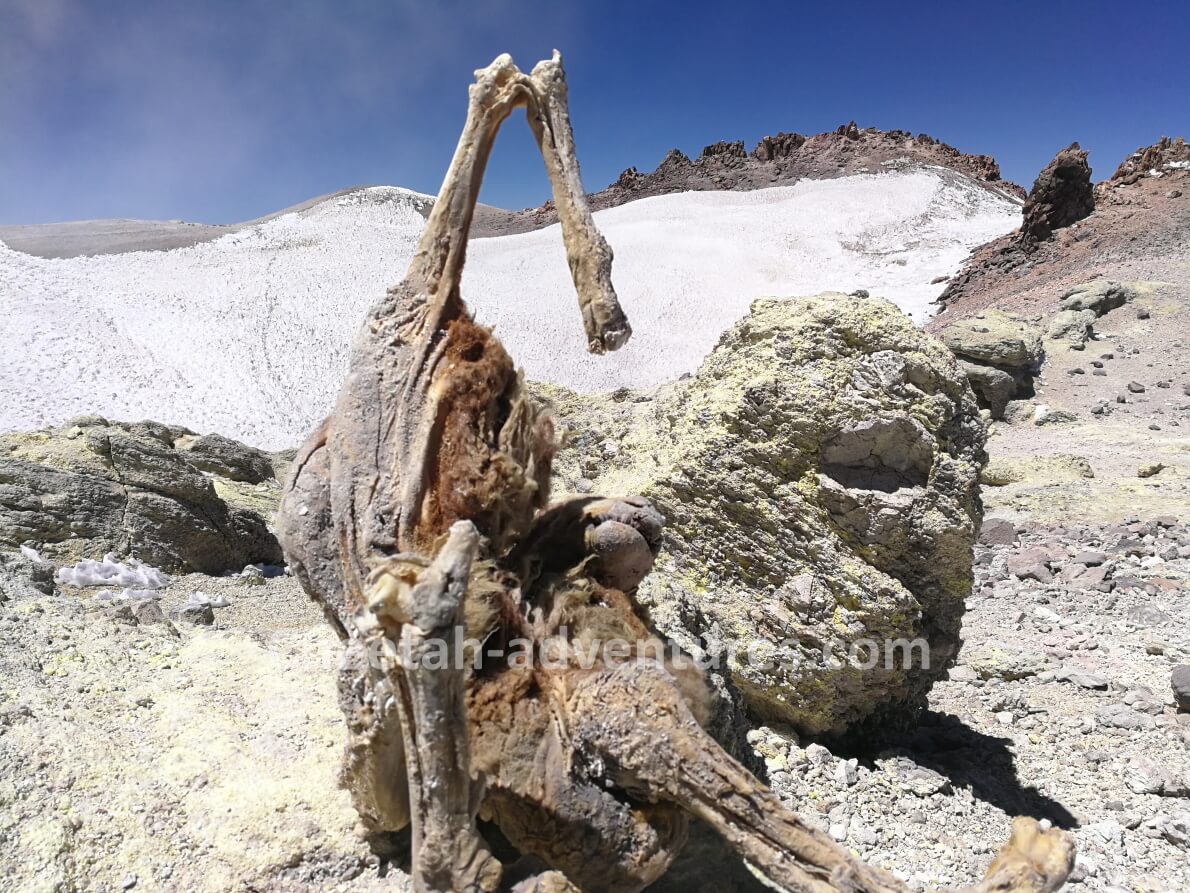 Mount Damavand summit several frozen sheep carcasses resembling mummies frozen animals wonders trekking climb damavand tour