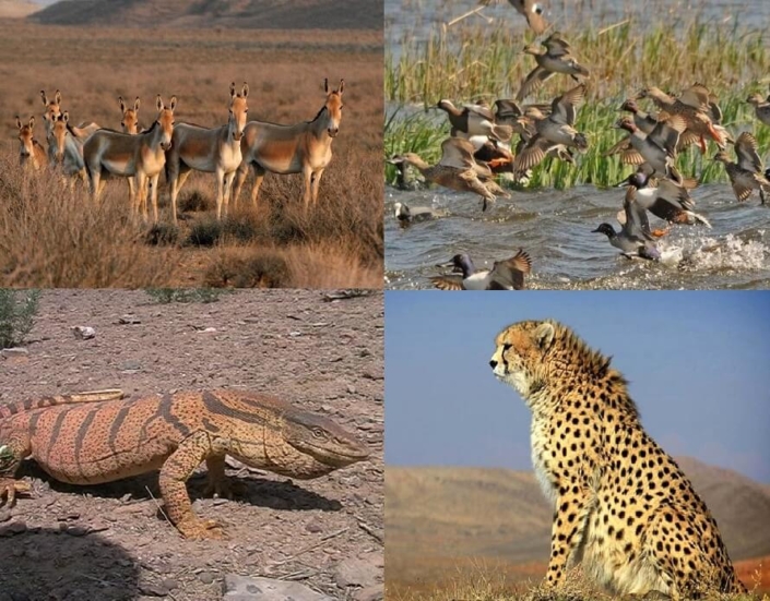 Damavand’s Flora and Fauna - Cheetah Adventures