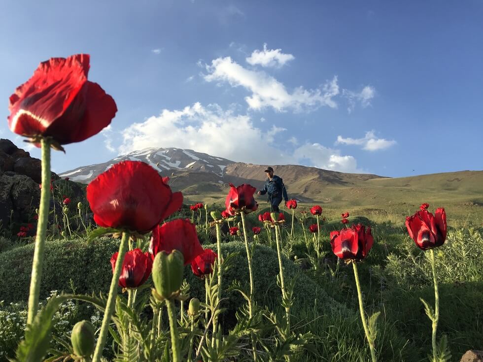 Damavand’s Flora and Fauna visit iran tour packages travel to iran Cheetah adventures 